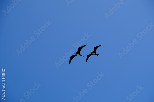 Ecuador Galapagos Islands - San Cristobal Island Group of sailing Frigatebirds