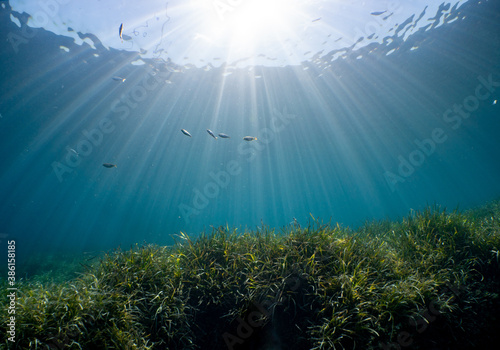 Underwater Scenery with sea grass in Port-Cros Nationalpark in the Mediterranean Sea, South France,  © Sabrina