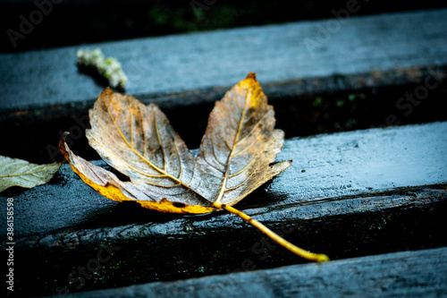 Herbstlaub liegt auf Holz retro photo