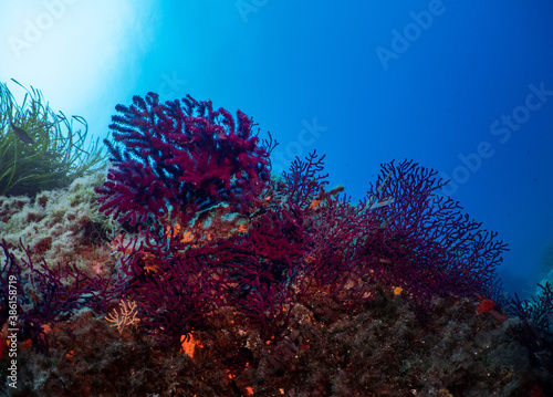 Fototapeta Naklejka Na Ścianę i Meble -  Underwater Scenery with soft corals in Port-Cros Nationalpark in the Mediterranean Sea, South France, 