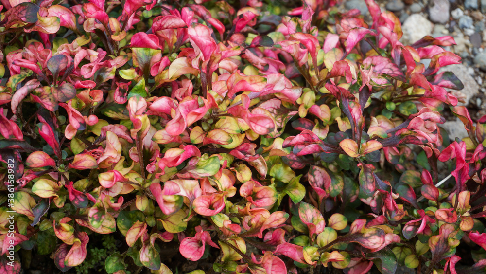 pink and yellow flowers