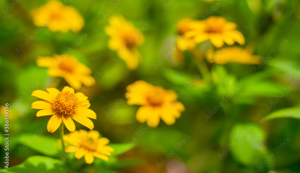 Spring background with beautiful yellow flowers Spring background with beautiful yellow flowers