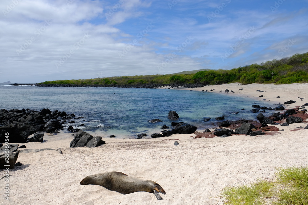 Fototapeta premium Ecuador Galapagos Islands - San Cristobal Relaxing Seal at Island Beach Baquerizo - Playa Baquerizo