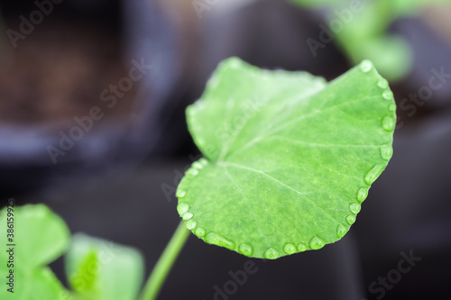 transpiration on butternut squash leaves 