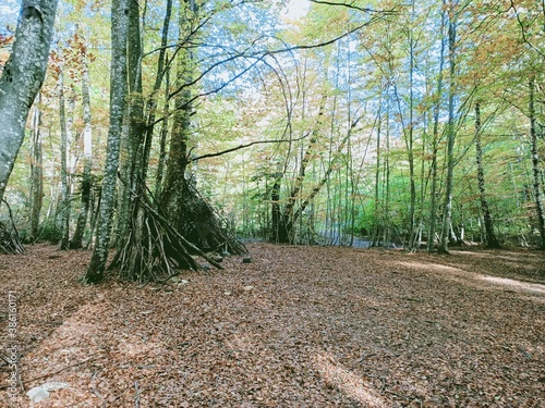 path in the forest