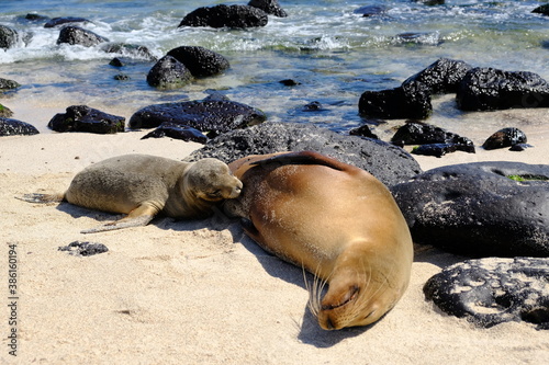 Ecuador Galapagos Islands - San Cristobal Island Nursing seal at Beach Playa Punta Carola