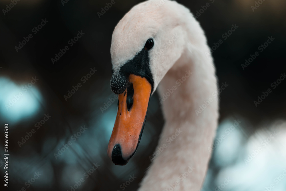 king swan king swan