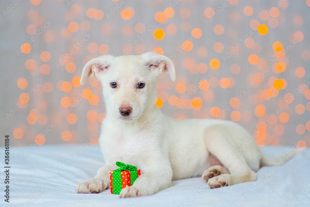 White dog lies on a blanket at home against a background of christmas lights next to a small gift White dog lies on a blanket at home against a background of christmas lights next to a small gift