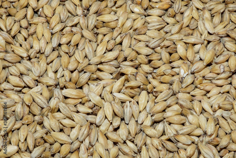 Close-up of malted barley, which is used in the whisky and beer production Close-up of malted barley, which is used in the whisky and beer production