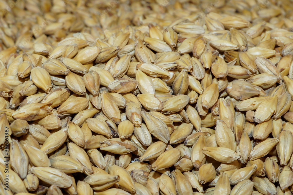 Close-up of malted barley, which is used in the whisky and beer production Close-up of malted barley, which is used in the whisky and beer production