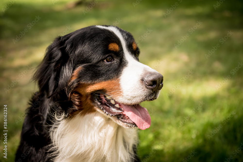 Portrait of cute Berner Sennenhund dog at the park.