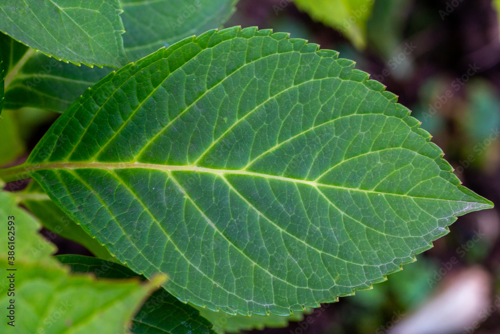 grünes Blatt grünes Blatt