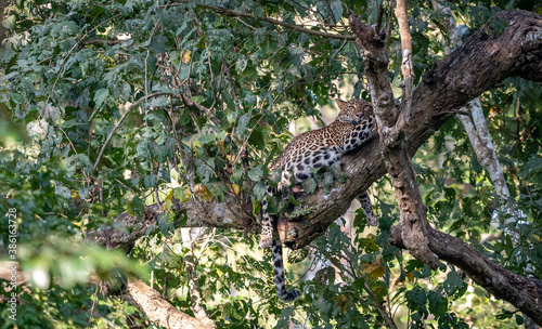 Leopard resting on a tree