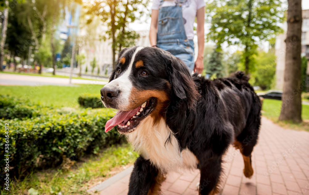 Owner walking with the Berner Sennenhund dog at the park. Owner walking with the Berner Sennenhund dog at the park.