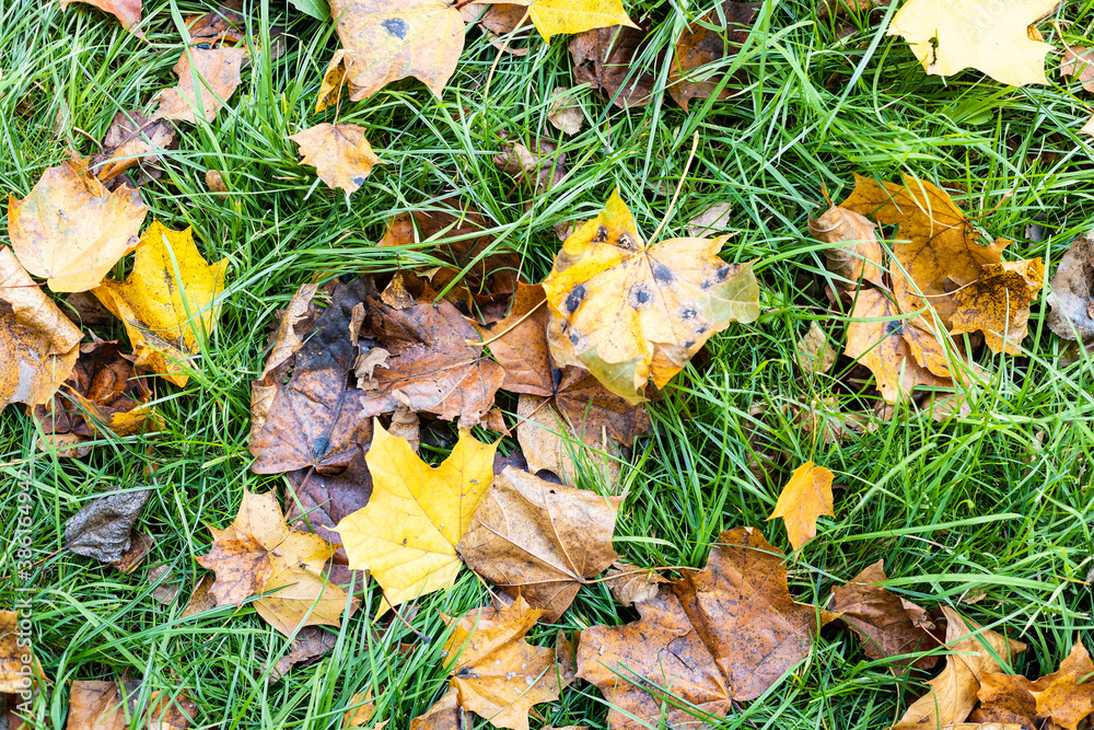 fallen maple leaves on green grass at lawn on overcast autumn day fallen maple leaves on green grass at lawn on overcast autumn day