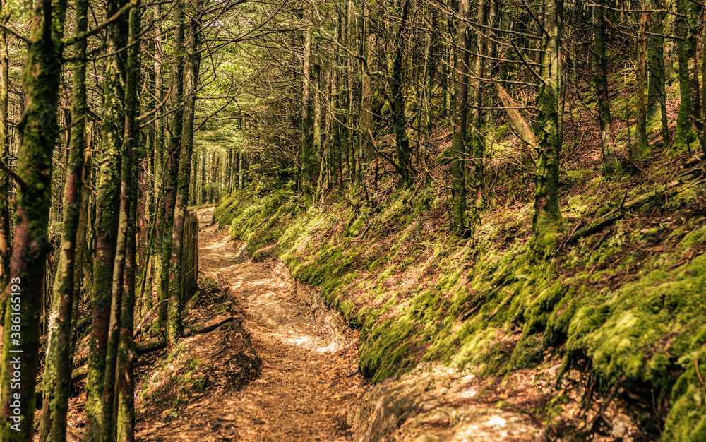 A footpath goes in forest with sun rays in smoky mountains national park at sunny day