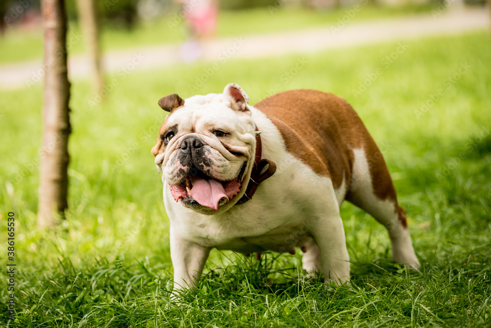Portrait of cute english bulldog at the park. Portrait of cute english bulldog at the park.