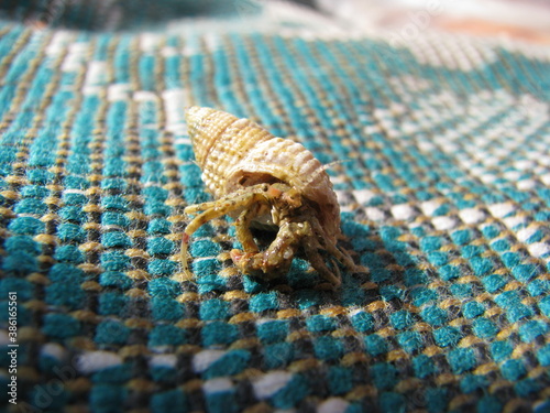 blue sea shell
