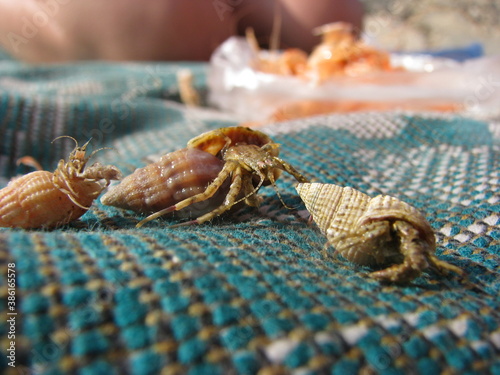 crab on a board