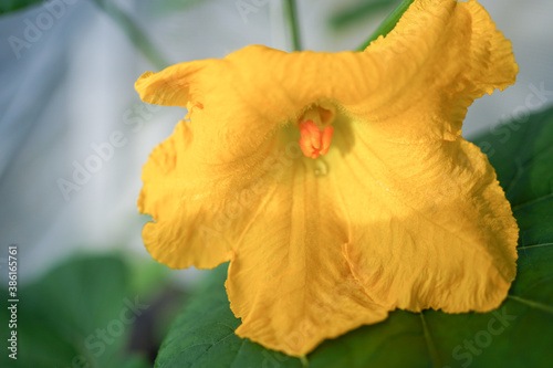 Fototapeta Naklejka Na Ścianę i Meble -  female butternut squash flowers