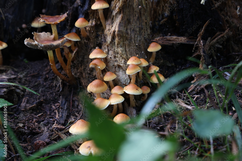 Brown forest mushrooms grew on a fallen tree Brown forest mushrooms grew on a fallen tree