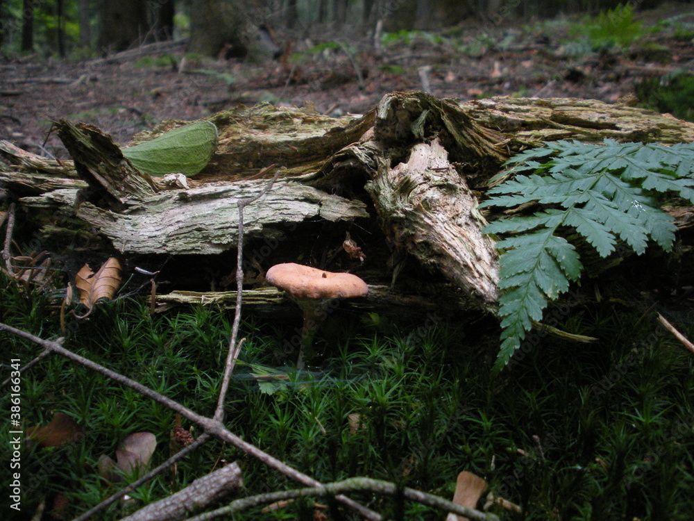 Obraz premium mushrooms in the forest