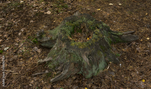 Old rotten stump in the forest overgrown with moss