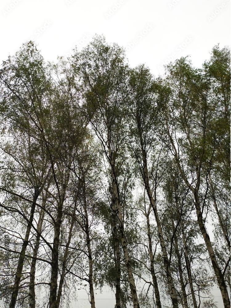 Obraz premium autumn trees