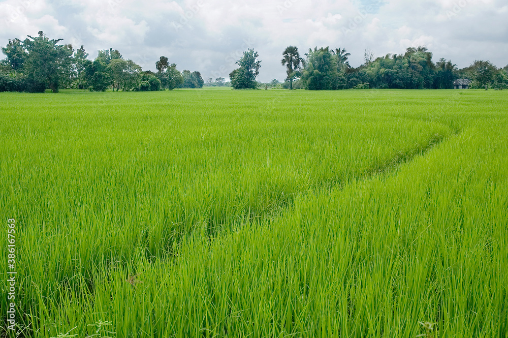 green rice field