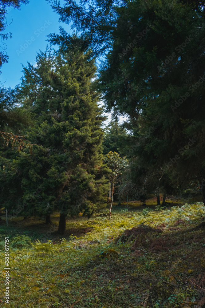 bosque de pinos en la naturaleza con cielo azul halloween 