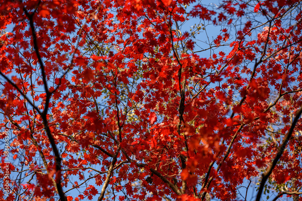Autumn in forest - maple leaves in sunlight. Autumn in forest - maple leaves in sunlight.