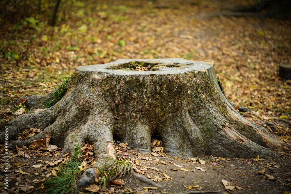 Obraz premium Tree stump in the autumn forest. Selective focus.