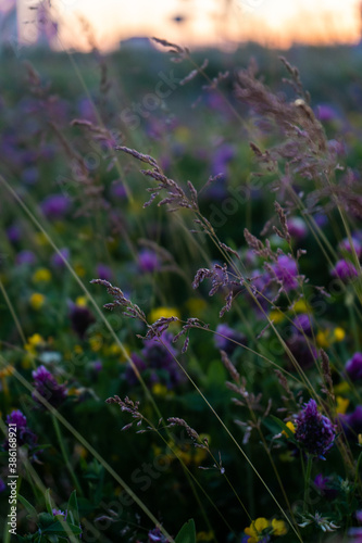 dew on the meadow