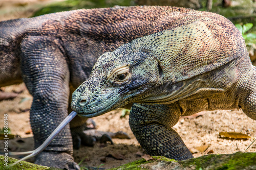 The Komodo dragon is walking with tongue out. 
it is also known as the Komodo monitor, a species of lizard found in the Indonesian islands of Komodo, Rinca, Flores, and Gili Motang.