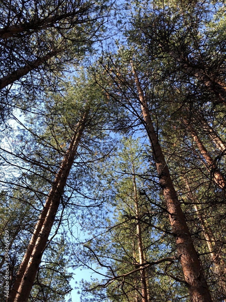 Obraz premium trees in autumn