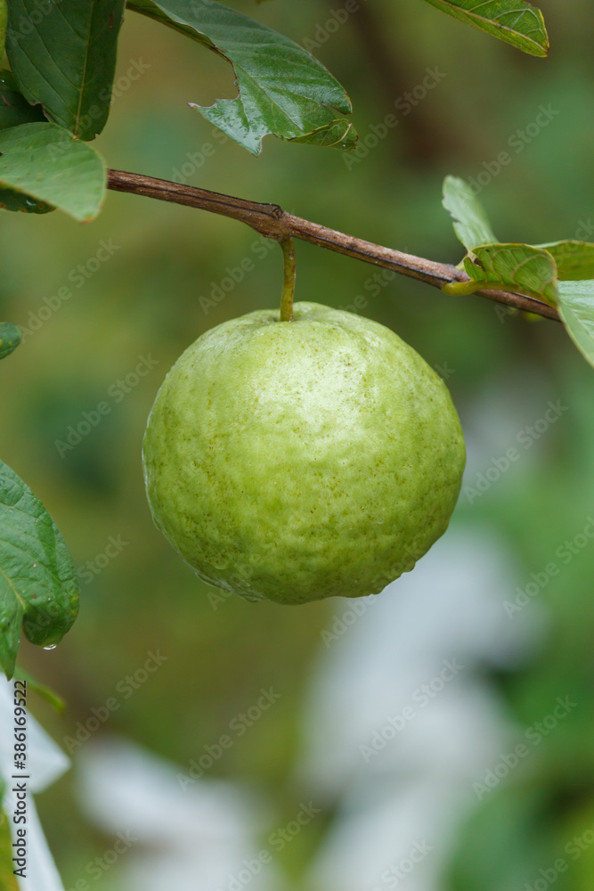 Guava Kimchu Fruit on the tree in the garden Guava Kimchu Fruit on the tree in the garden