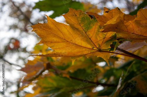 Yellow maple leaves on a tree close-up. Side view of yellowed maple leaves in autumn.