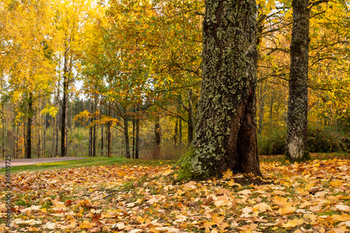 autumn trees in the park