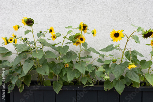 Sunflowers with a White Wall Background during Summer