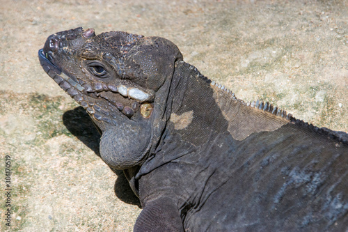 The rhinoceros iguana  Cyclura cornuta  is a threatened species of lizard in the family Iguanidae that is primarily found on the Caribbean island of Hispaniola. The closeup head image.