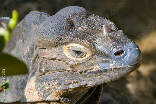 The rhinoceros iguana  Cyclura cornuta  is a threatened species of lizard in the family Iguanidae that is primarily found on the Caribbean island of Hispaniola. The closeup head image.