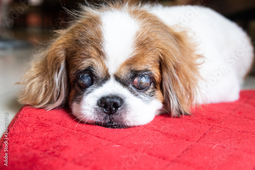 Valokuva Old age blind pekinese dog with cataract on both eyes
