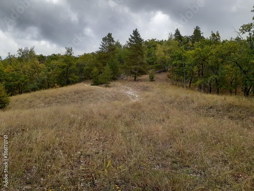 meadow with grass in a green forest