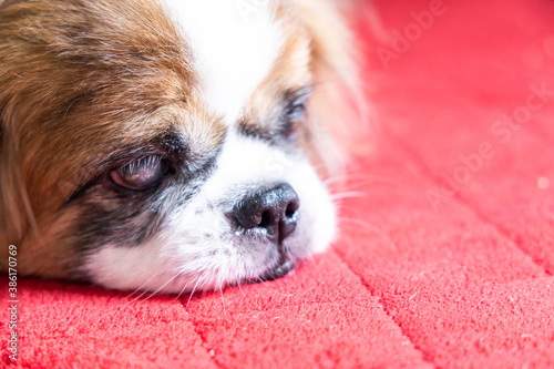 Obraz na plátně Old age blind pekinese dog with cataract on both eyes