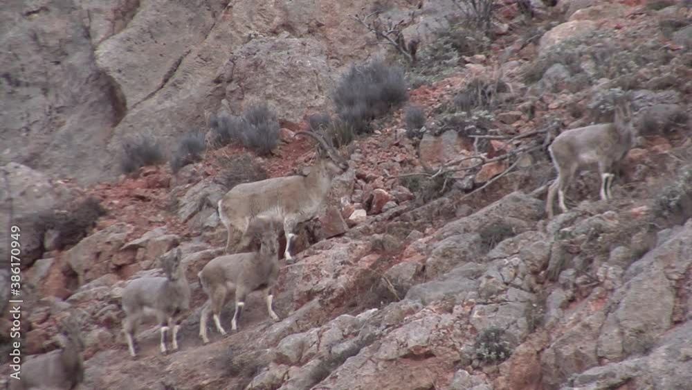Mountainous Armenia. Bezoar mountain goats. Mountainous Armenia. Bezoar mountain goats.