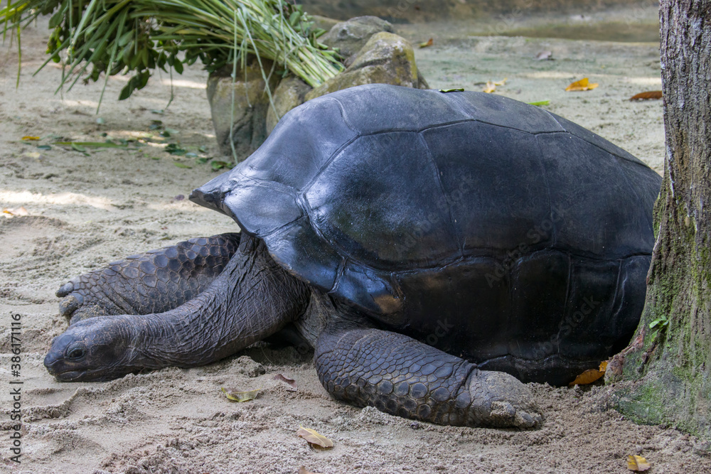Fototapeta premium The closeup image of Aldabra giant tortoise(Aldabrachelys gigantea) . It is from the islands of the Aldabra Atoll in the Seychelles, is one of the largest tortoises in the world
