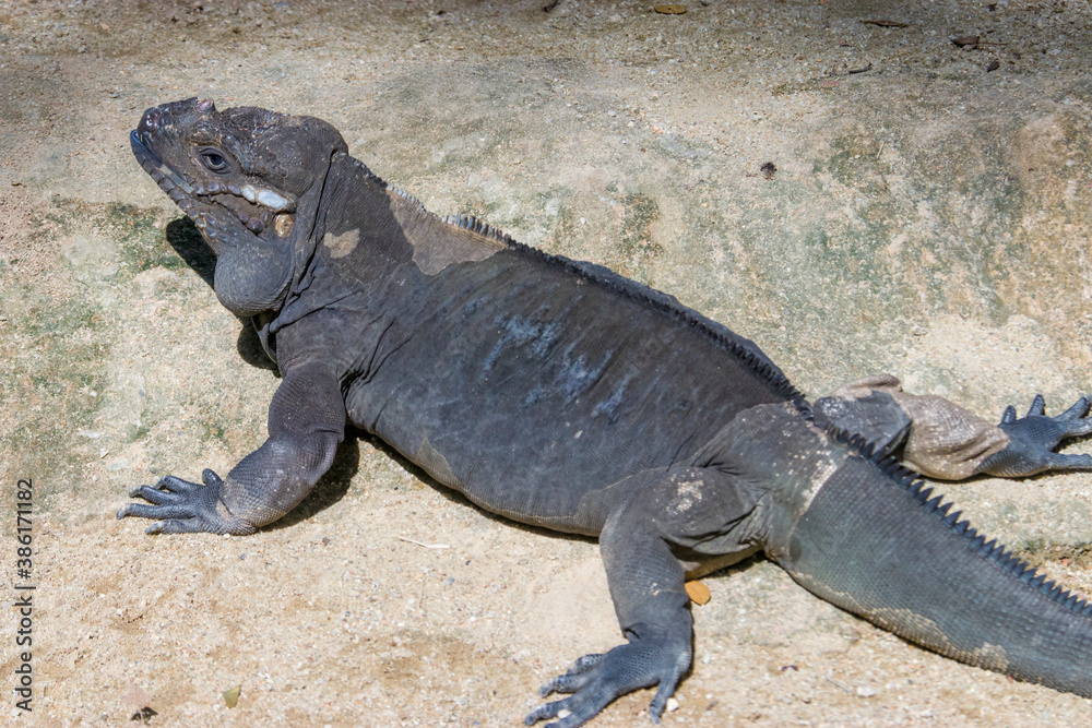 Fototapeta premium The rhinoceros iguana (Cyclura cornuta) is a threatened species of lizard in the family Iguanidae that is primarily found on the Caribbean island of Hispaniola. The closeup head image.