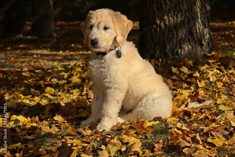 Goldendoodle-Welpe im Herbstlaub Goldendoodle-Welpe im Herbstlaub