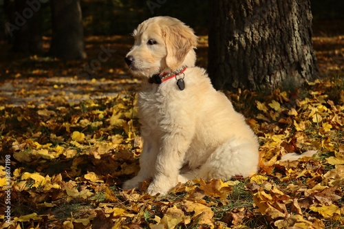 Goldendoodle-Welpe im Herbstlaub