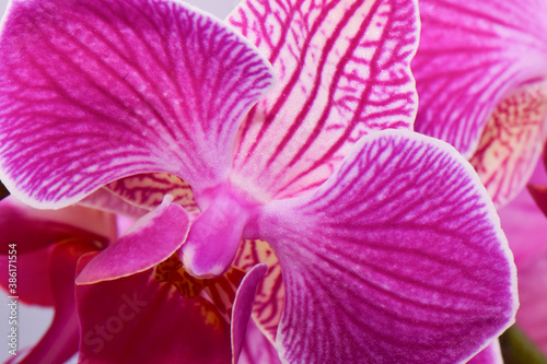 Fototapeta Naklejka Na Ścianę i Meble -  Macro shot of a pink orchid
